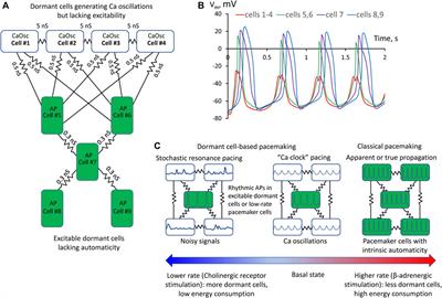 The paradigm shift: Heartbeat initiation without “the pacemaker cell”